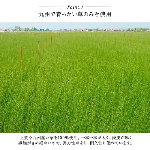 デザート キウイ 60×120cm