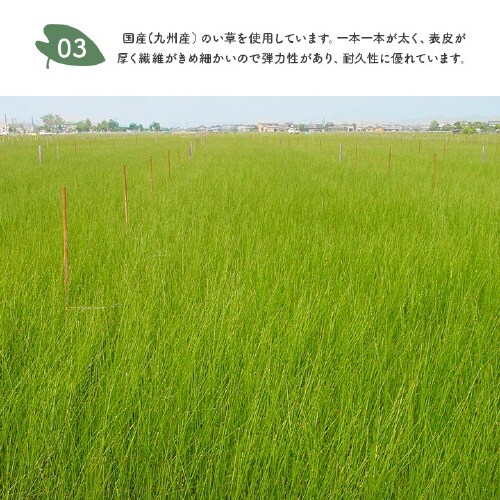 トトロ − 140×180cm