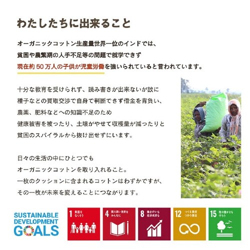 クララ BE 40×40cm