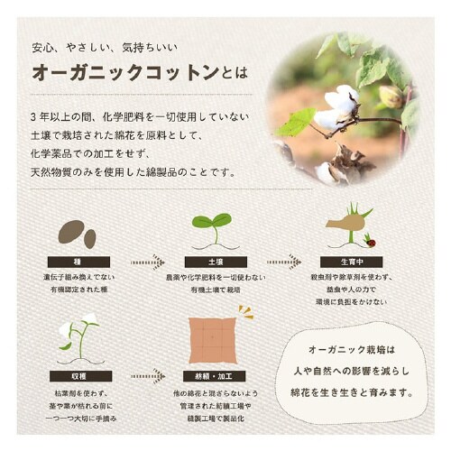 クララ BL 40×40cm