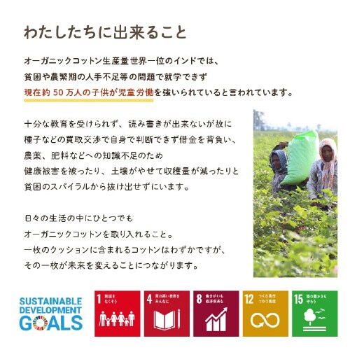 クララ BL 43×130cm