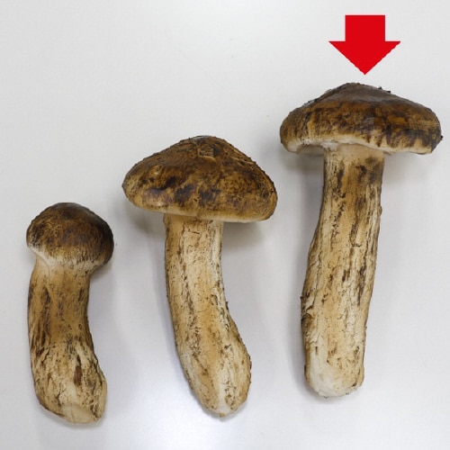 食品サンプル 松茸(大)