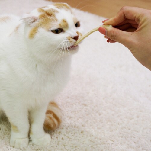猫ちゃんホワイデント 白身魚入り×72