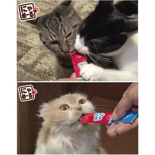 にゃめーる かつお