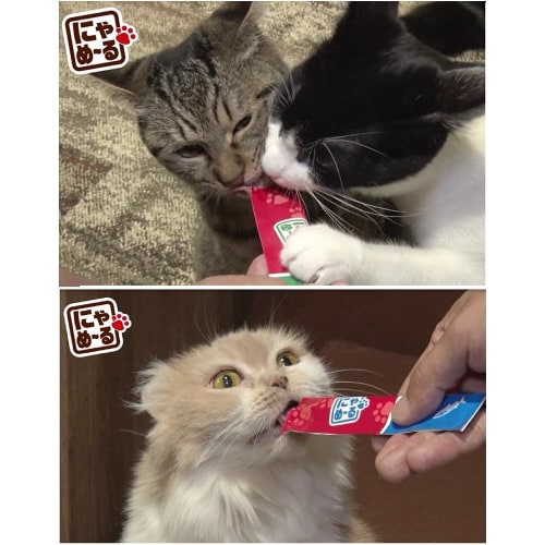 にゃめーる さけ