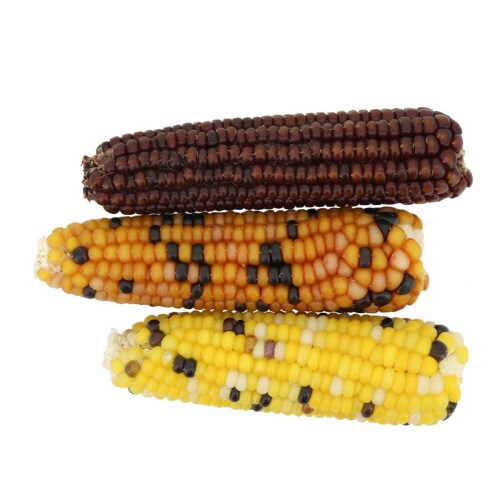 ハムスター・リスのプチコーン いちご味