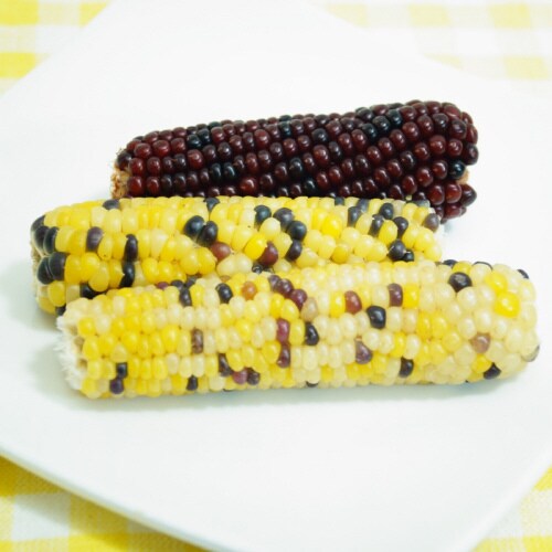 小動物のかじっておいしいミニコーン