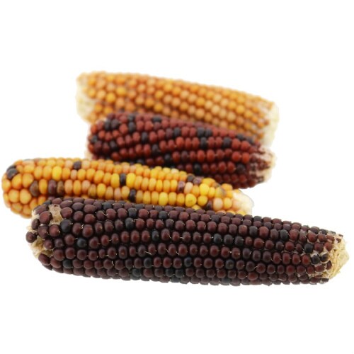 ハムスター・リスのプチコーン りんご味