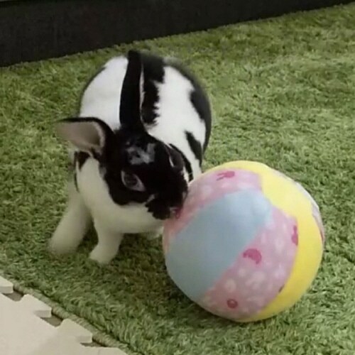 ウサギのおもちゃ おっきなやわらかボール