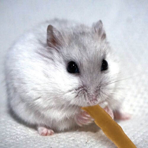 小動物のやみつきコオロギ プレーン