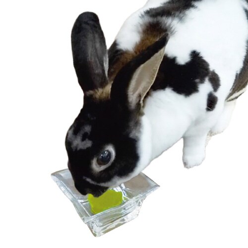 小動物の青汁ゼリー パイナップル果汁入り