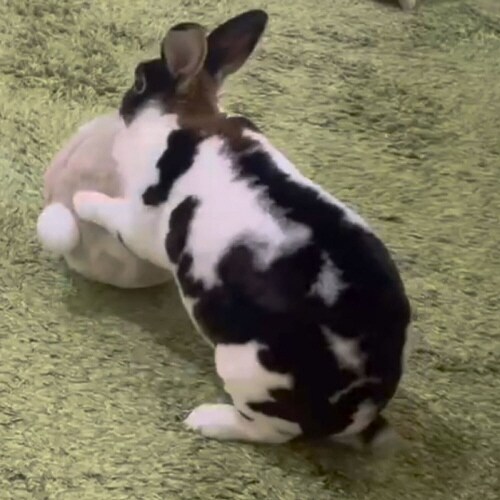たれ耳ちゃんのうさけつボール