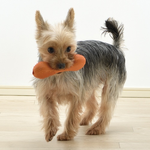 グルー ブラッシュ S O