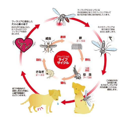 ペット用アースノーマット60日セット器具
