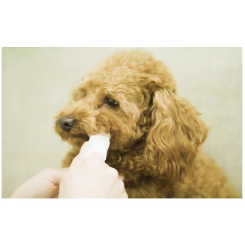 エブリデント シートde歯みがき