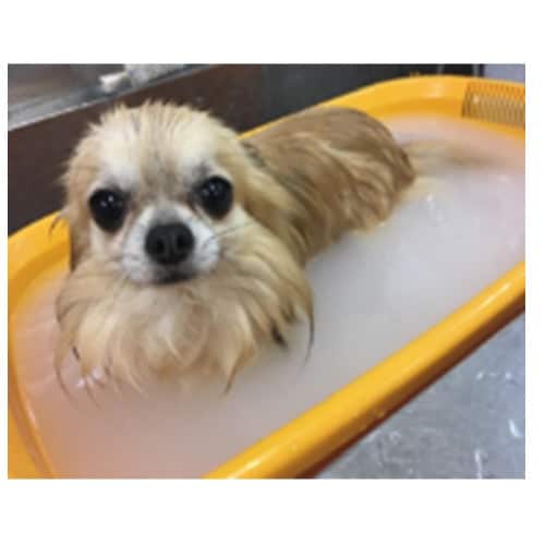 愛犬用 炭酸入浴剤ぬくりん 森林の香り分