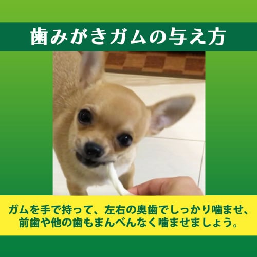 PETKISS 食後の歯みがきガム子犬用×3