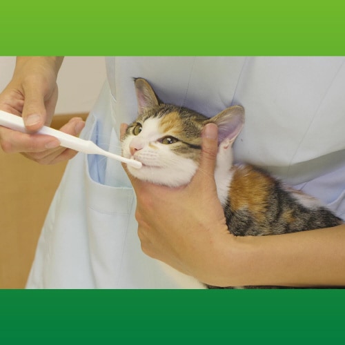 PETKISS デンタルブラシコンパクト×3