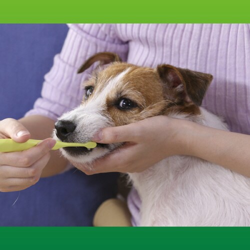 PETKISS デンタルブラシレギュラー