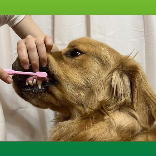 PETKISS デンタルブラシ大きめヘッ×3