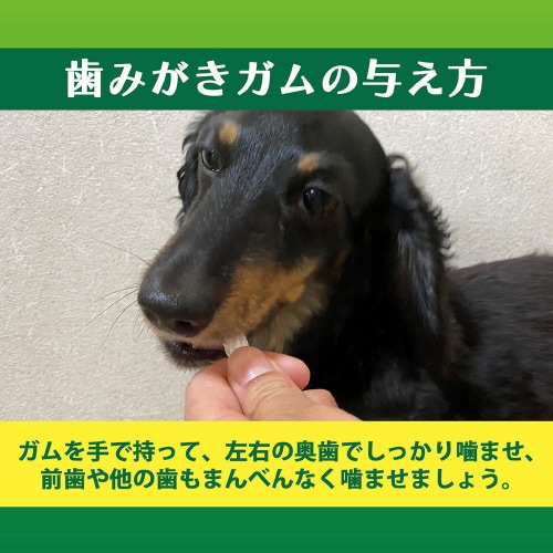 PETKISS 食後の歯みがきガム超小型×36