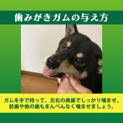 PETKISS 食後の歯みがきガムやわら