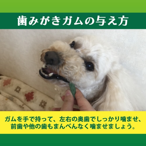 PETKISS 食後の歯みがきガム超やわ×3