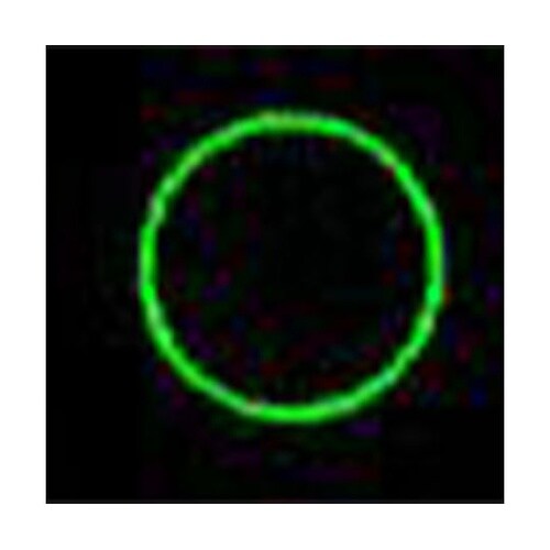 13.2x151.5mm グリーンレーザ