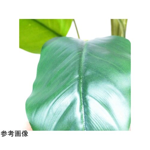 フェイクグリーンポットフィロデンドロン・