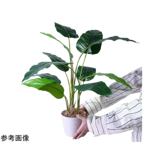 フェイクグリーンポットフィロデンドロン・