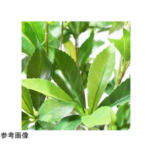 フェイクグリーンポット アセビ 55−2