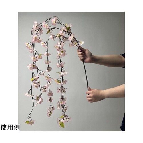特大シダレ桜大枝 150cm 23−4−
