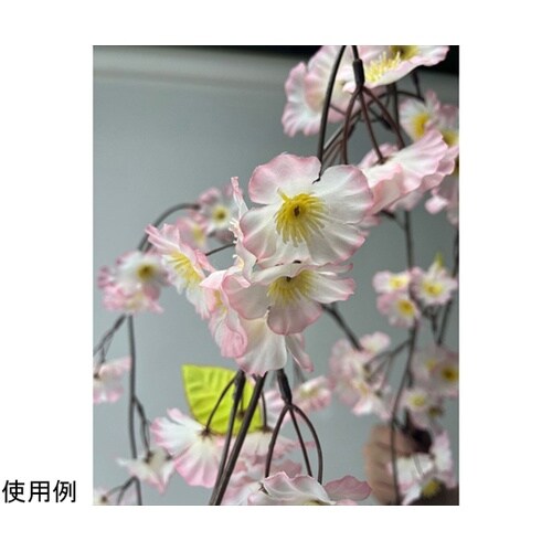 特大シダレ桜大枝 150cm 23−4−