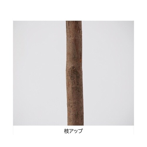 桜立ち木 H150cm 23−5−1−1