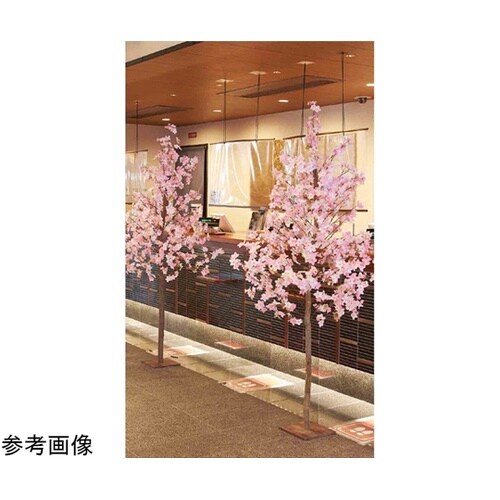 桜立ち木 H200cm 23−5−1−2