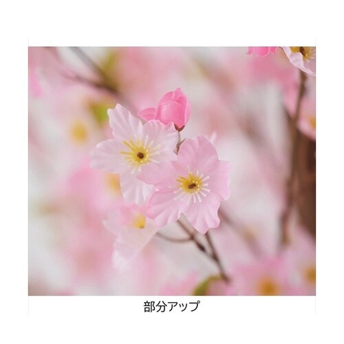 桜立ち木 H200cm 23−5−1−2