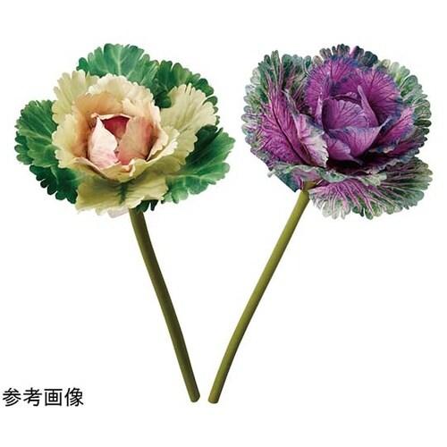 ハボタンスプレー(葉牡丹) 35cm パ