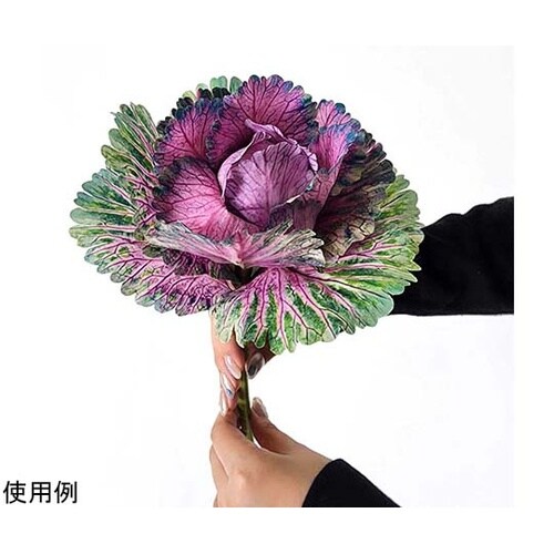 ハボタンスプレー(葉牡丹) 35cm パ