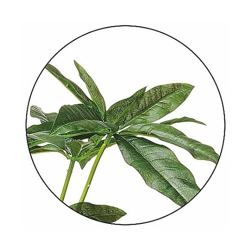 セメントポット パキラ 61−810−6