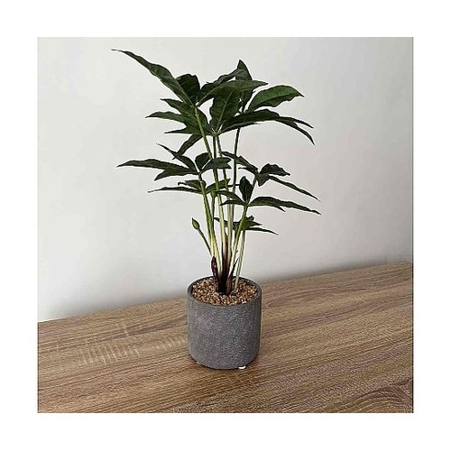 セメントポット パキラ 61−810−6