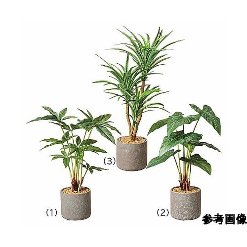 セメントポット パキラ 61−810−6