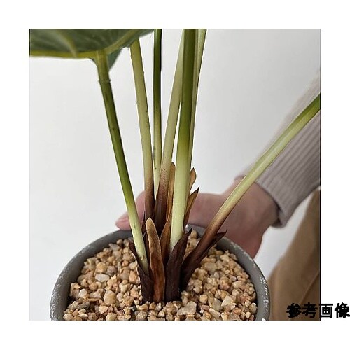 セメントポット アンスリュームリーフ 6