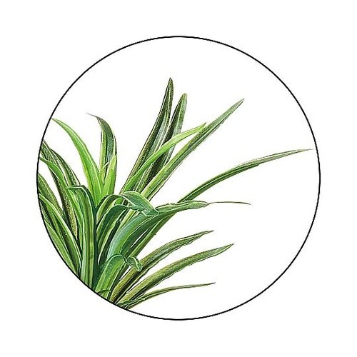 セメントポット ユッカ 61−810−6