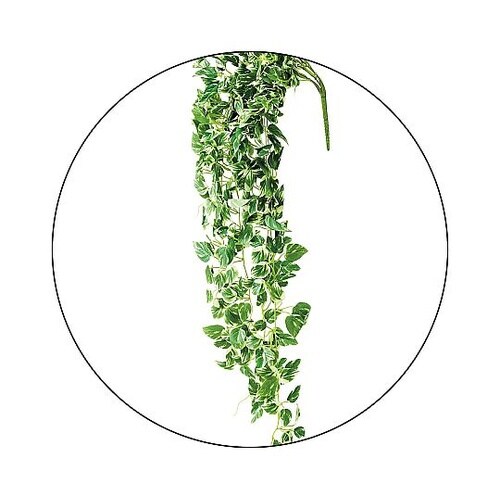 フェイクグリーンスワッグ ポトスベイン