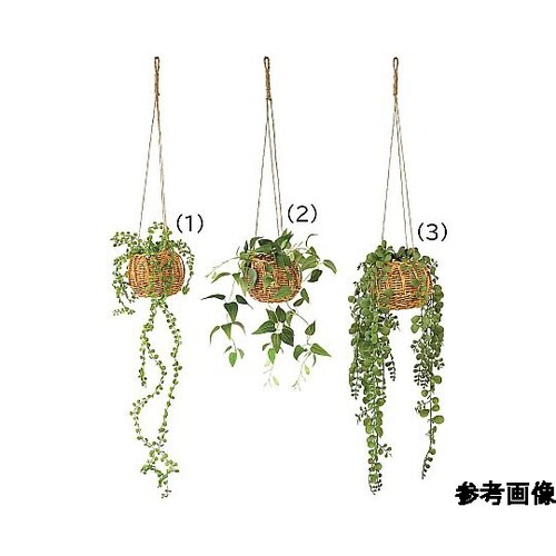 ハンギング グリーンバスケット ペペロミ