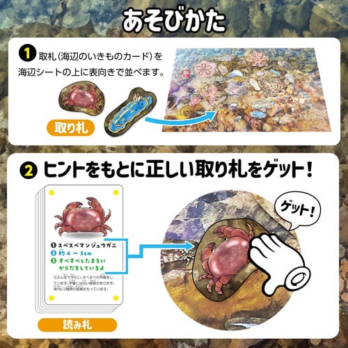 いきものみっけ!かるた うみべのいきもの