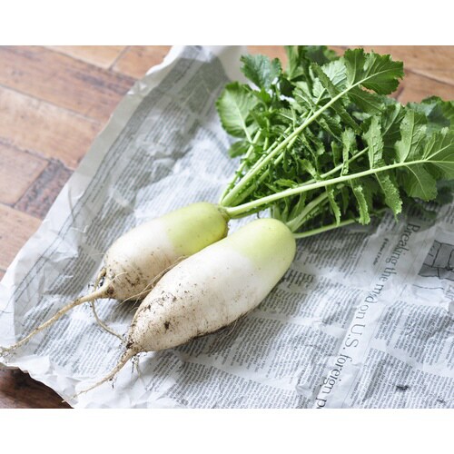 根菜栽培セット だいこん