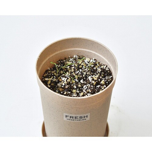 根菜栽培セット にんじん