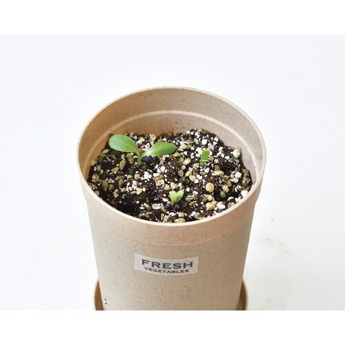 根菜栽培セット ごぼう