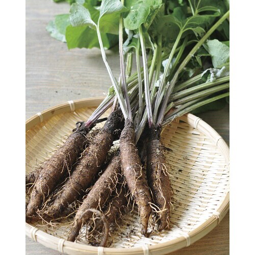 根菜栽培セット ごぼう